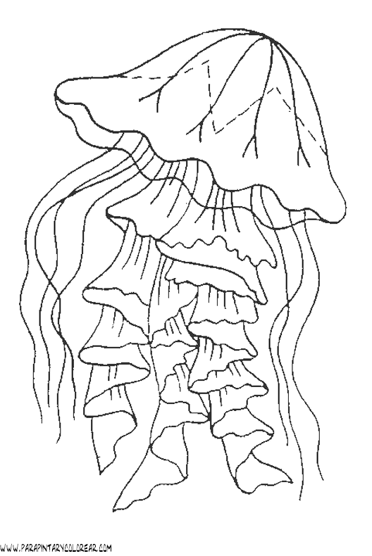 Medusa de mar dibujo - Imagui