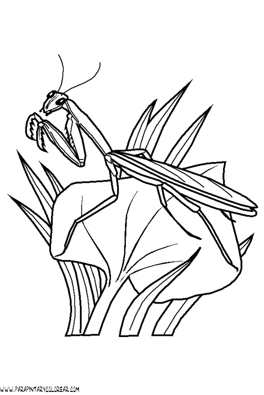 mantis coloring pages - photo #26