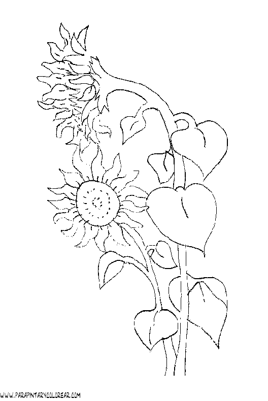 dibujos-para-pintar-de-flores-girasoles-006.gif