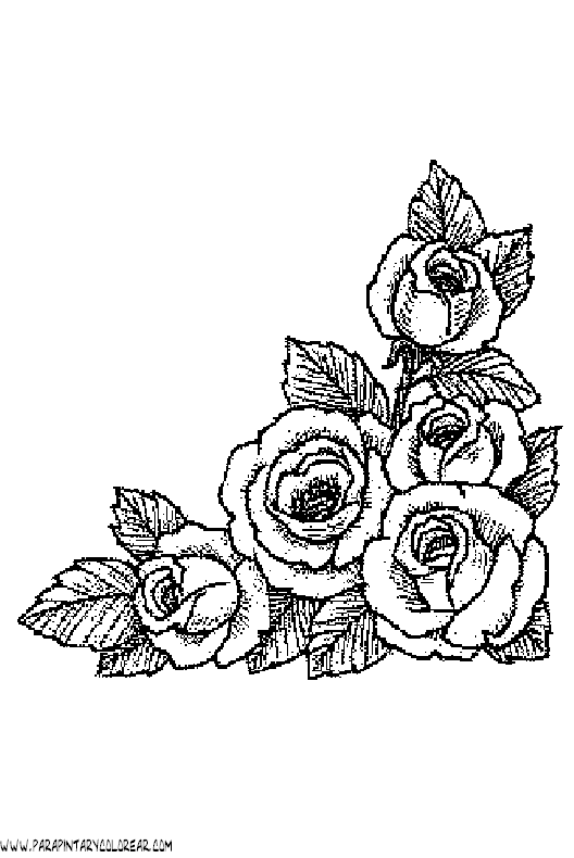Rosas En Dibujos