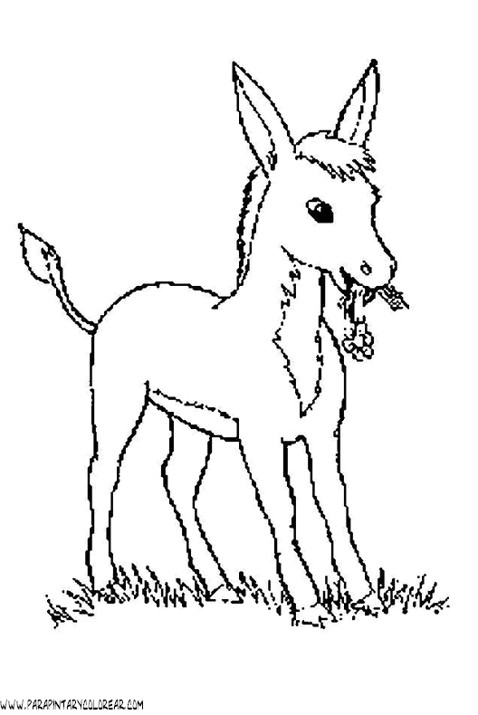 dibujos-para-colorear-de-burros-003.gif