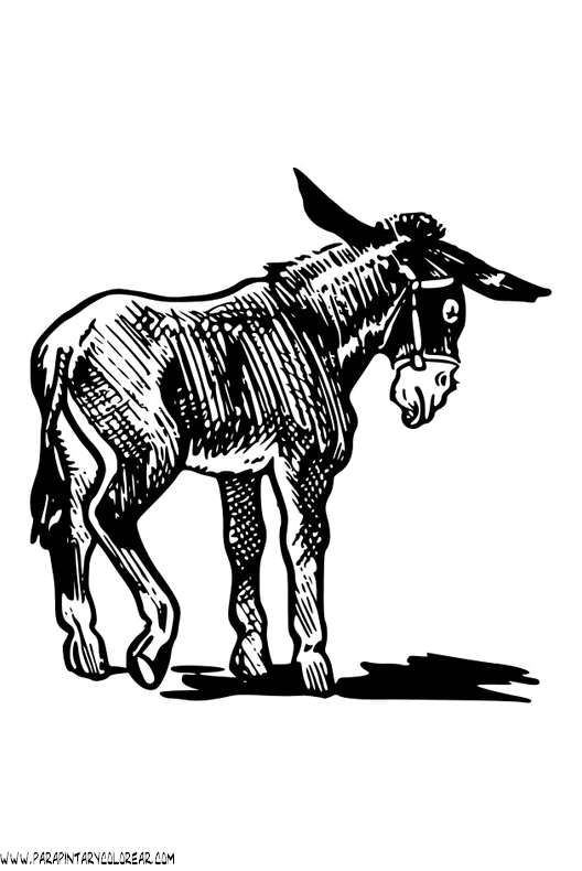 dibujos-para-pintar-de-asnos-008.gif