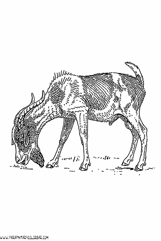 dibujos-de-caballos-134.gif