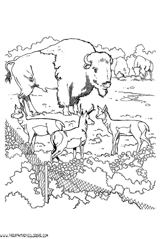dibujos-de-bisontes-004.gif