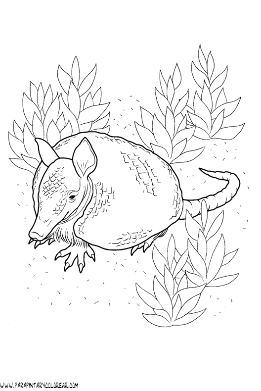 armadillo-01.gif