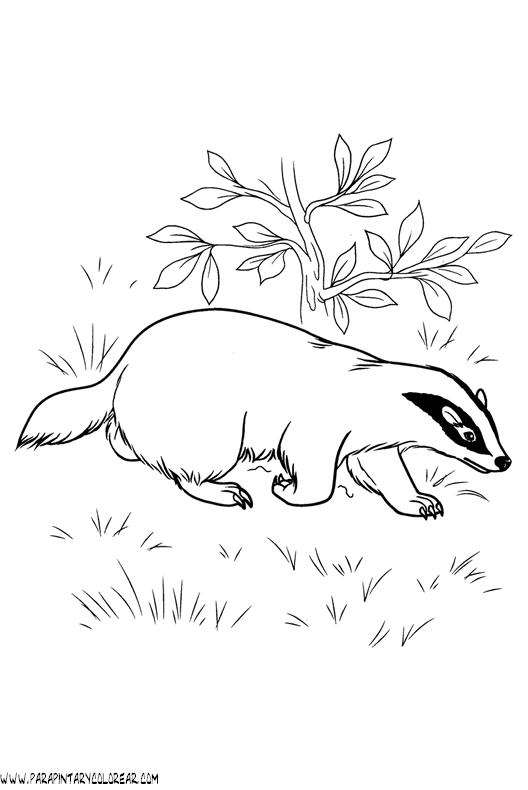 tejon-01.gif