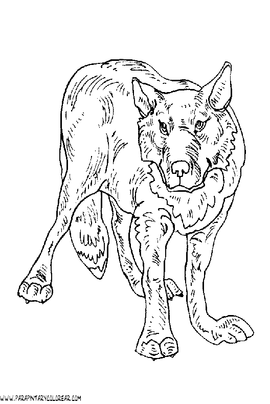 dibujos-de-lobos-036.gif