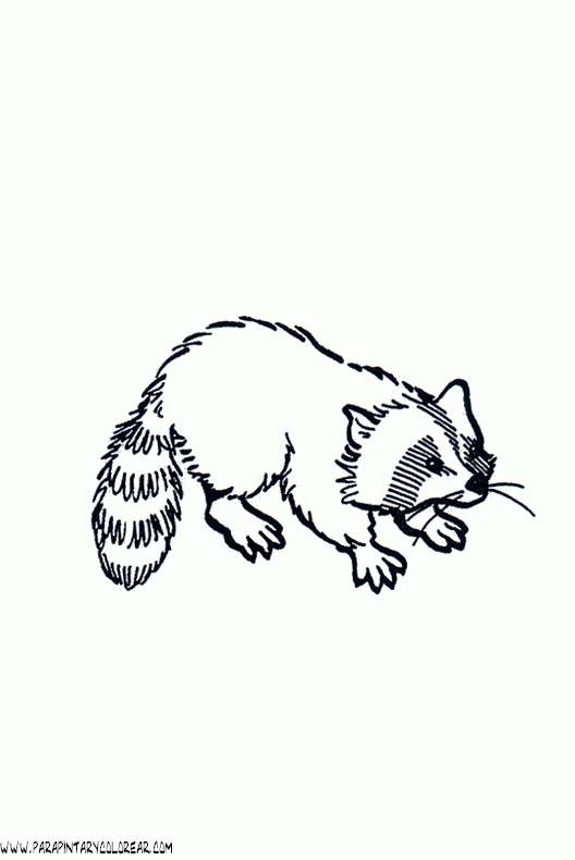 dibujos-de-mapaches-010.gif