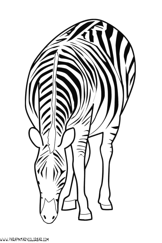 dibujos-de-cebras-009.gif