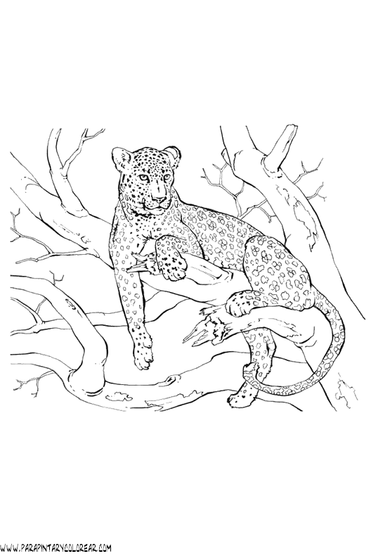 dibujos-de-leopardos-21.gif