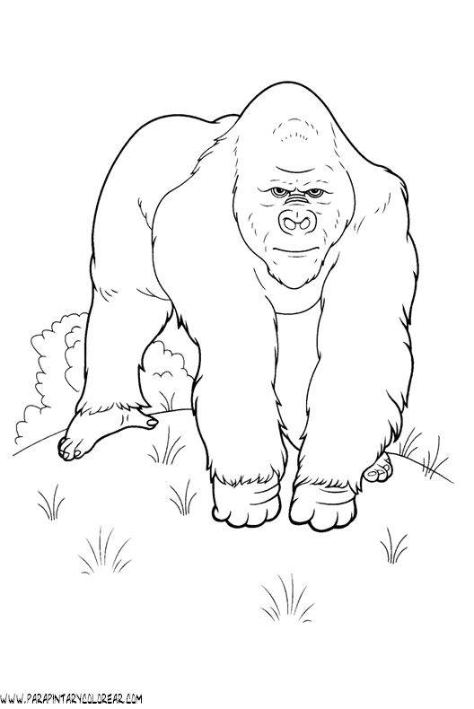 dibujos-de-gorilas-02.gif