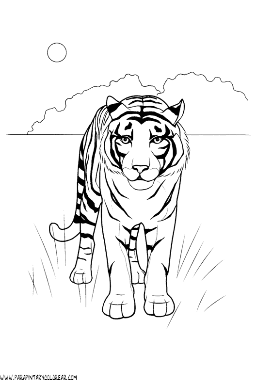 dibujos-de-tigres-027.gif