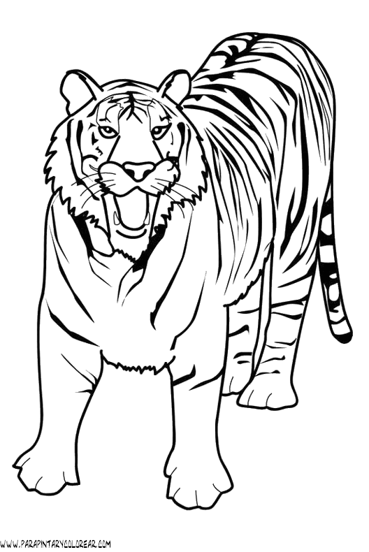 dibujos-de-tigres-032.gif