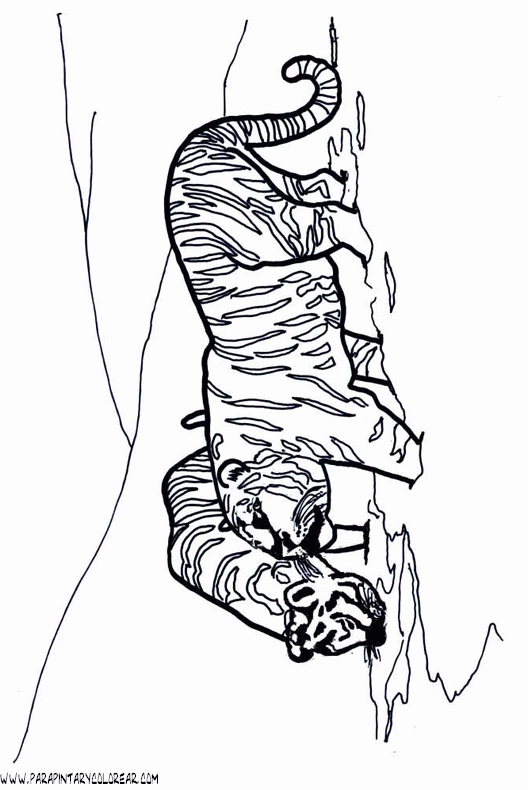 dibujos-de-tigres-033.gif