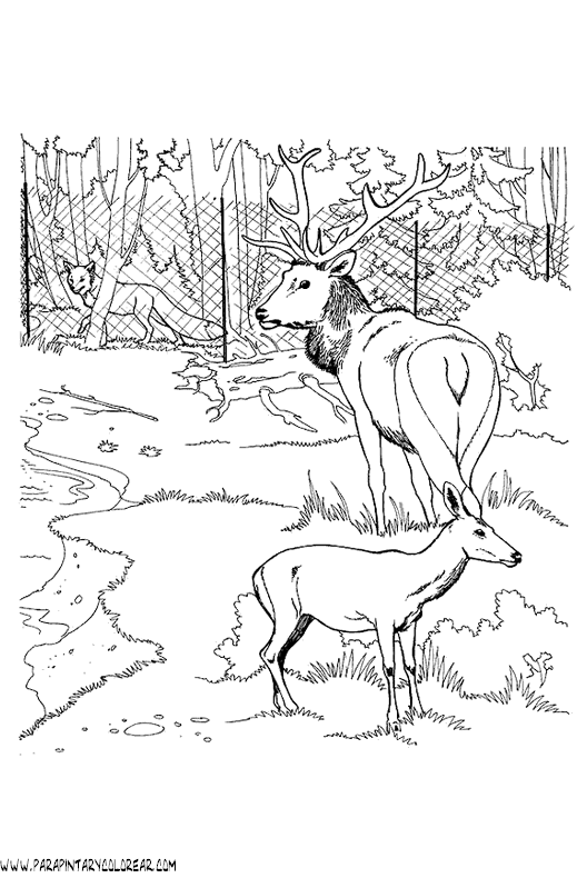 dibujos-de-ciervos-011.gif