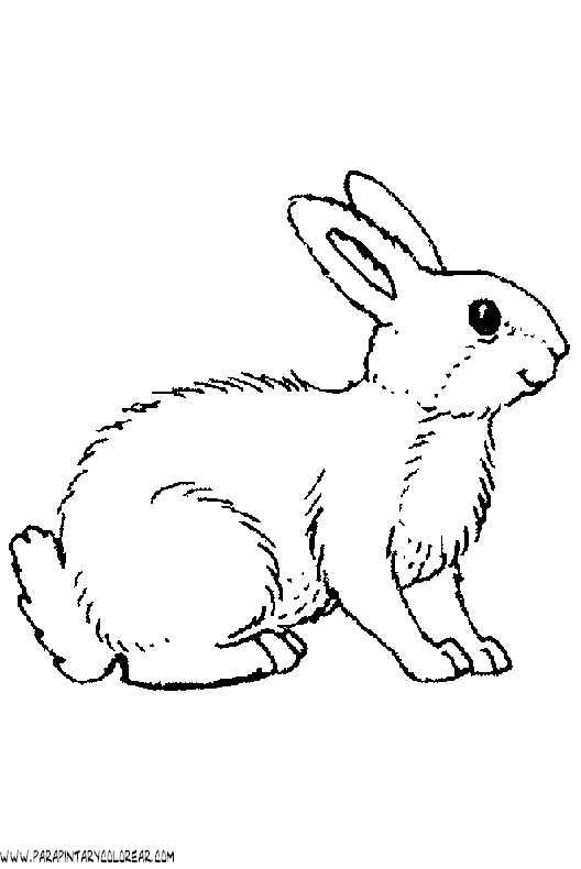 dibujos-de-conejos-027.gif