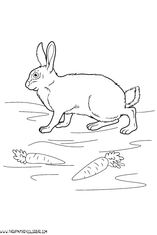 dibujos-de-conejos-088.gif
