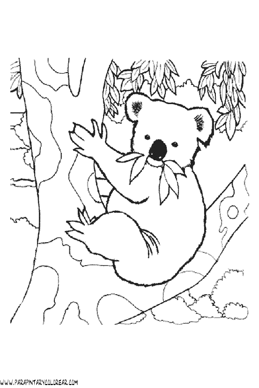 dibujos-de-koalas-02.gif