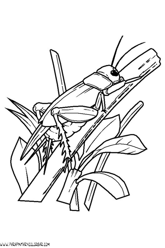 dibujos-de-saltamontes-001.gif