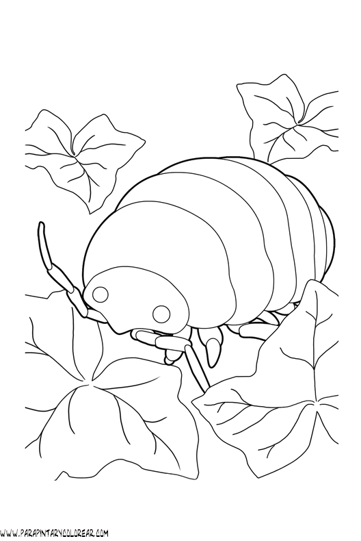 cochinilla-01.gif