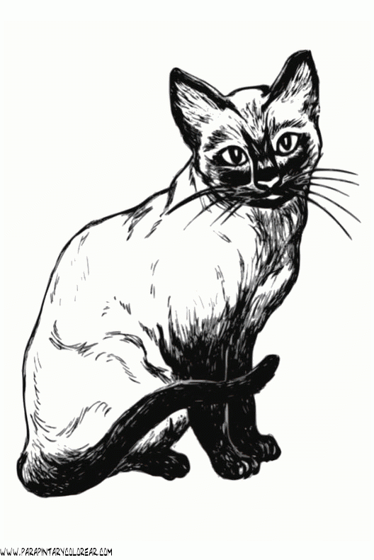 dibujos-de-gatos-072.gif