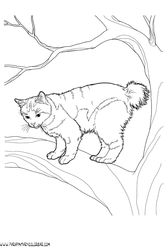 dibujos-de-gatos-218.gif