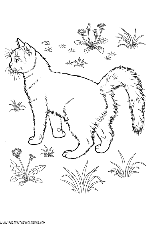 dibujos-de-gatos-220.gif