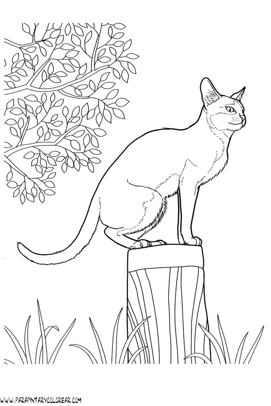 dibujos-de-gatos-222.gif