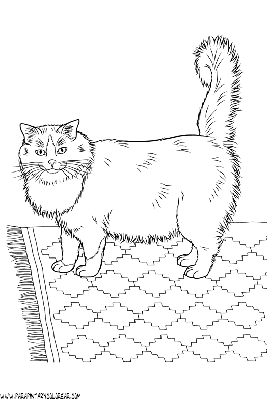 dibujos-de-gatos-226.gif
