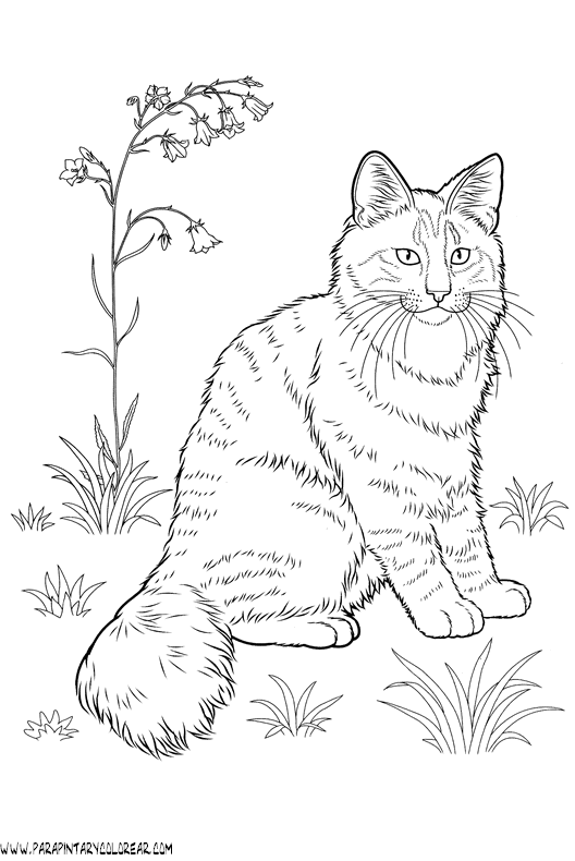 dibujos-de-gatos-229.gif