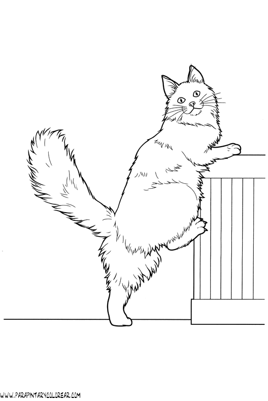 dibujos-de-gatos-230.gif