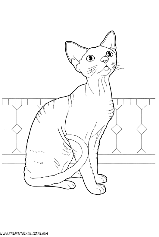 dibujos-de-gatos-238.gif