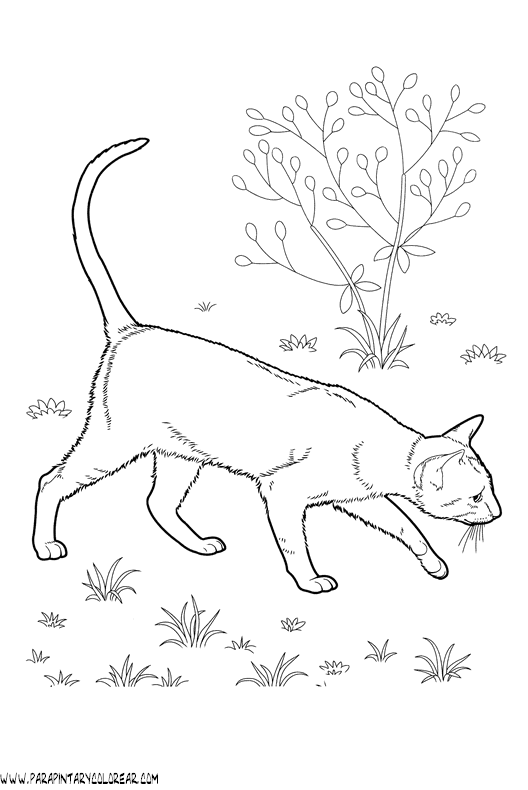 dibujos-de-gatos-239.gif