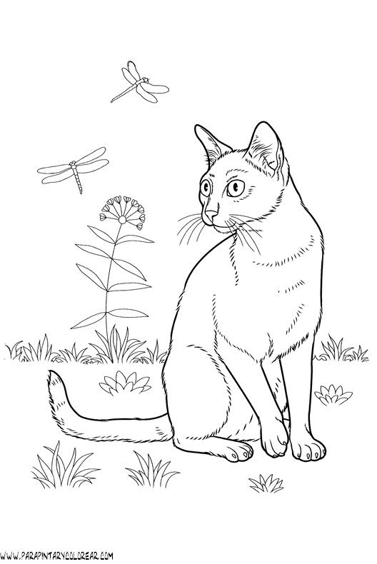 dibujos-de-gatos-240.gif