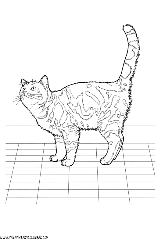 dibujos-de-gatos-243.gif