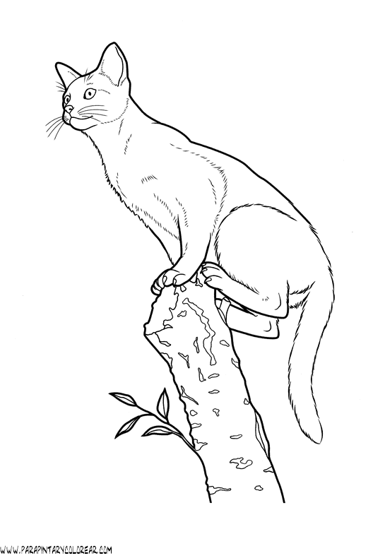 dibujos-de-gatos-244.gif