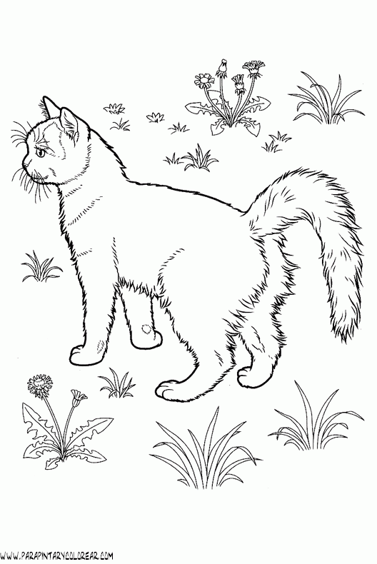 dibujos-de-gatos-251.gif