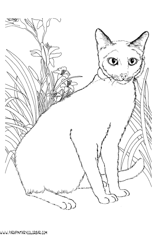 dibujos-de-gatos-269.gif