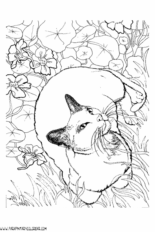dibujos-de-gatos-270.gif