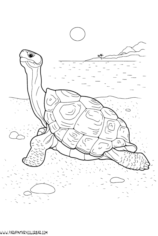 dibujos-de-tortugas-020.gif