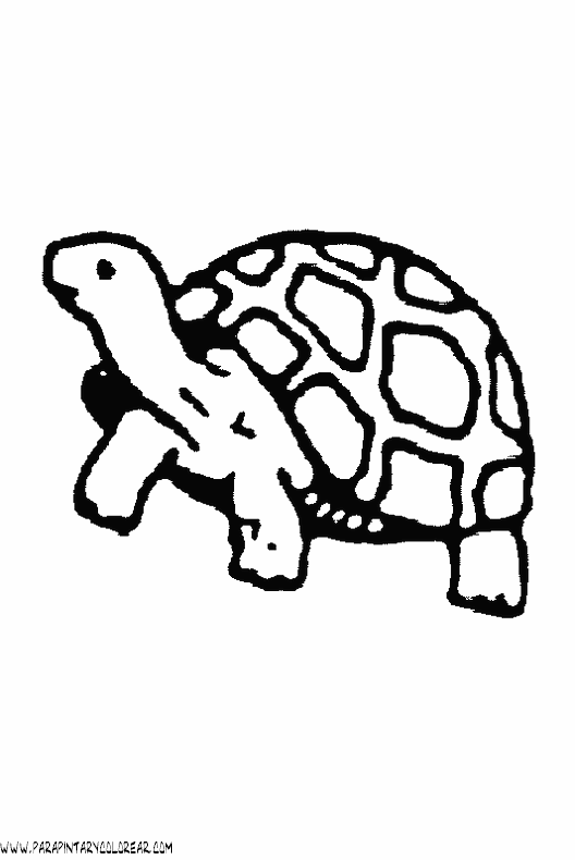 dibujos-de-tortugas-025.gif