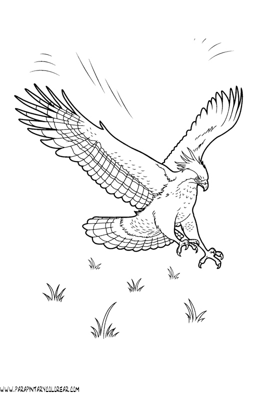 dibujos-para-colorear-de-aguilas-005.gif