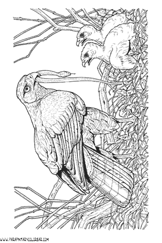 dibujos-para-colorear-de-aguilas-012.gif