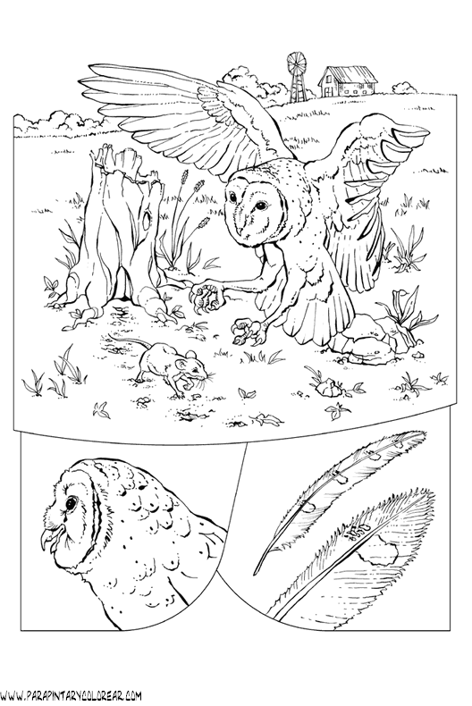dibujos-de-buhos-20.gif