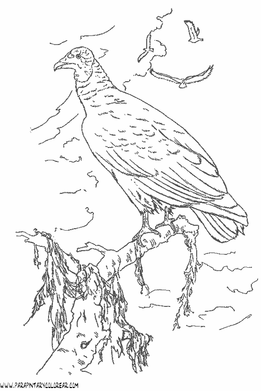 dibujos-de-buitres-03.gif