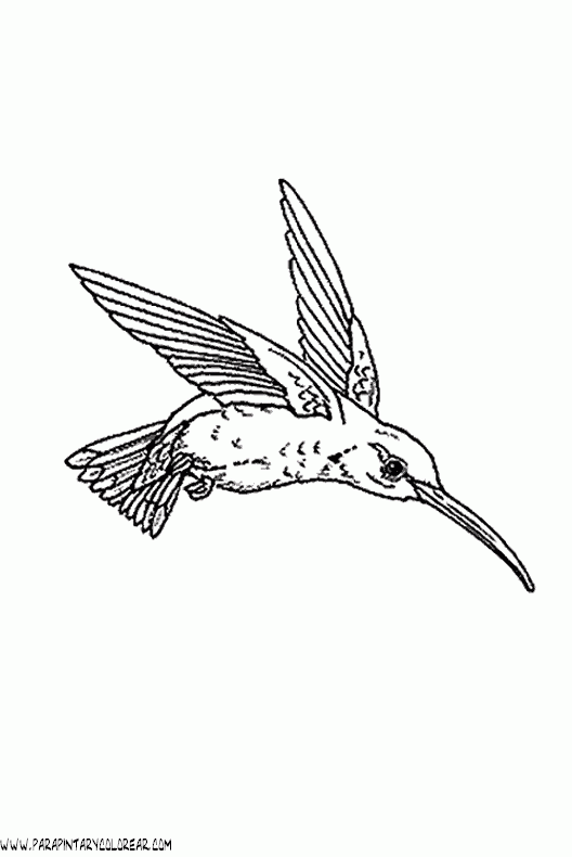 dibujos-de-colibris-02.gif