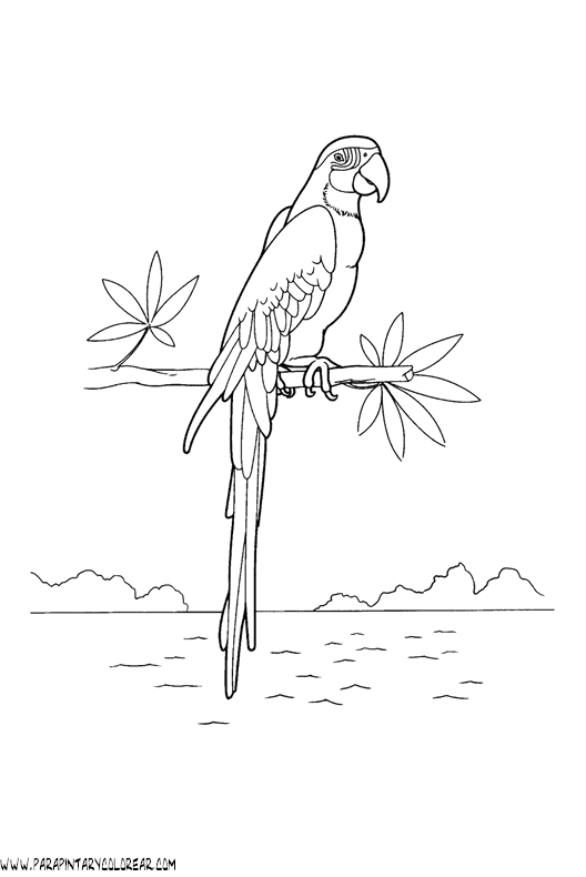 dibujos-de-loros-09.gif