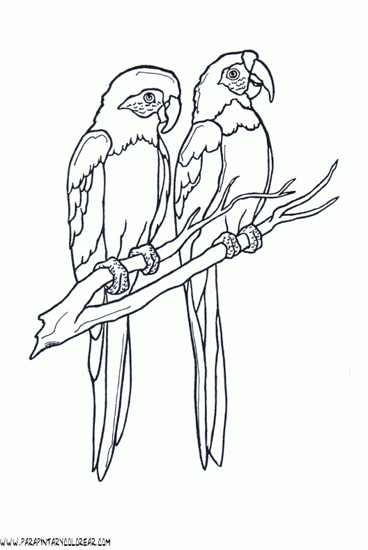 dibujos-de-loros-11.gif