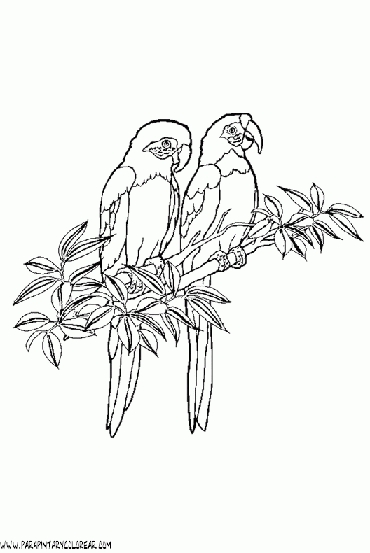 dibujos-de-loros-32.gif