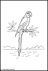 dibujos-de-loros-09.gif